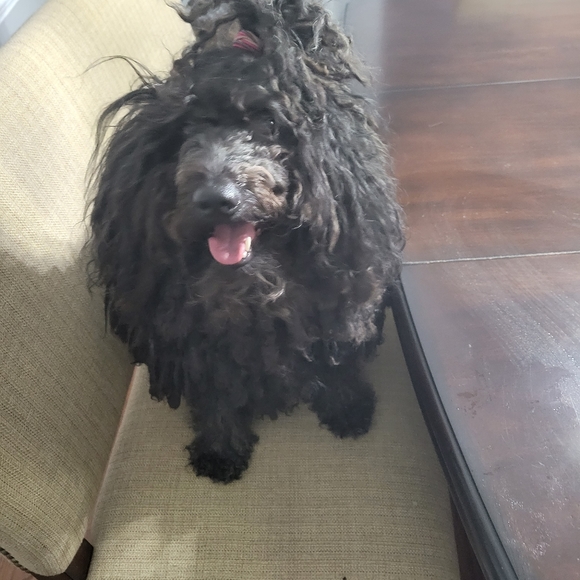 Meet your Posher, JohnnieWatt - Picture 1 of 3